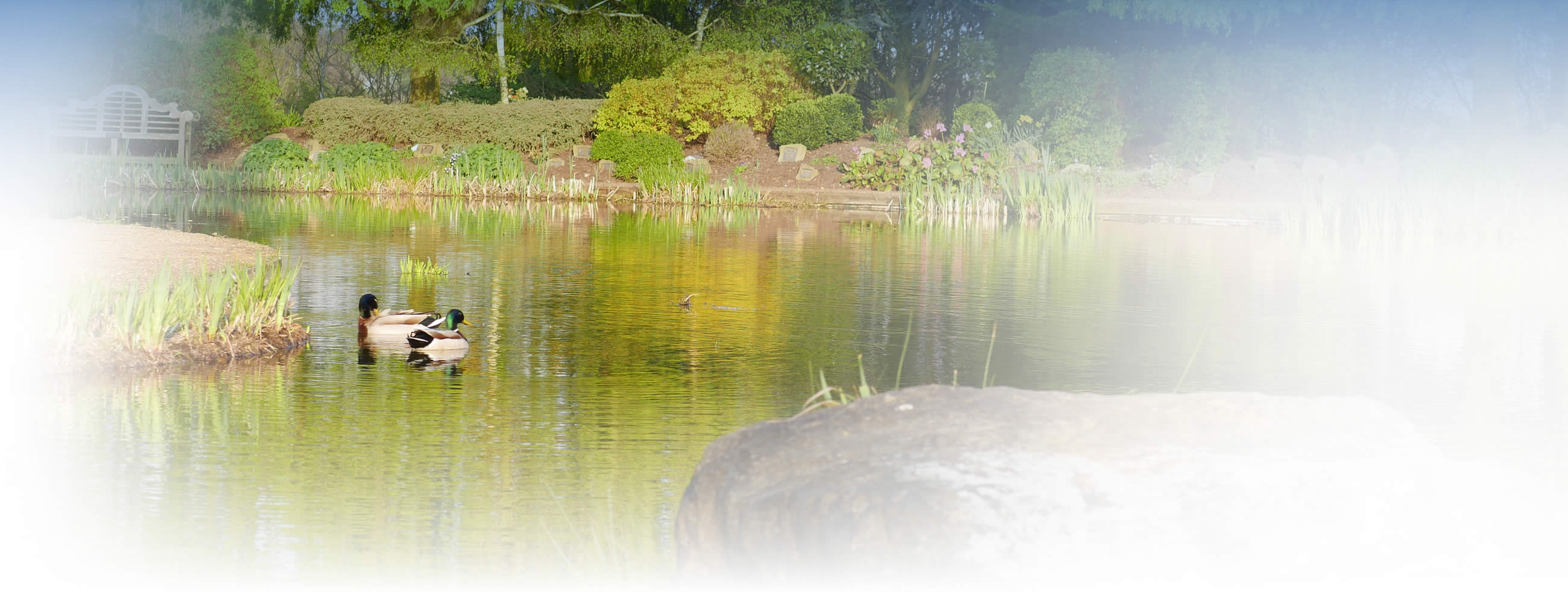 Harwood Park lake with Ducks