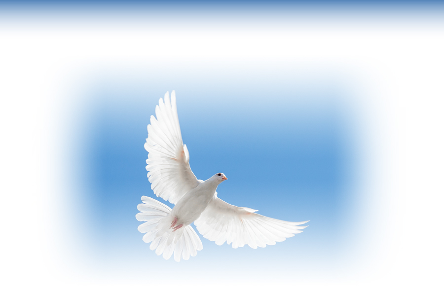 A dove for peace