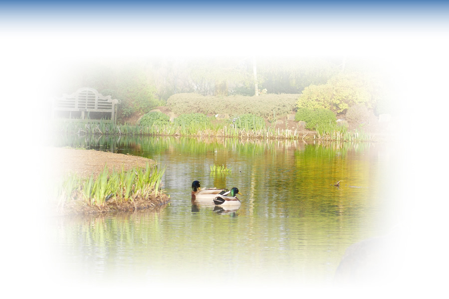 Harwood Park lake with Ducks