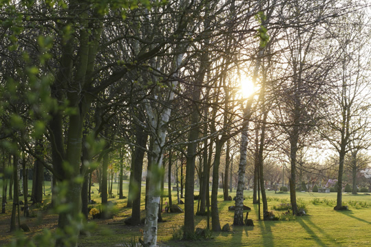 Broad View Wood
