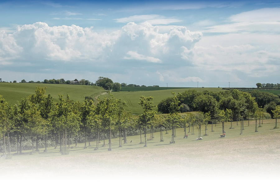 Austins natural burial park